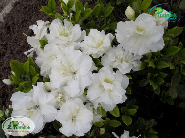 Azalia japońska Eisprinzessin